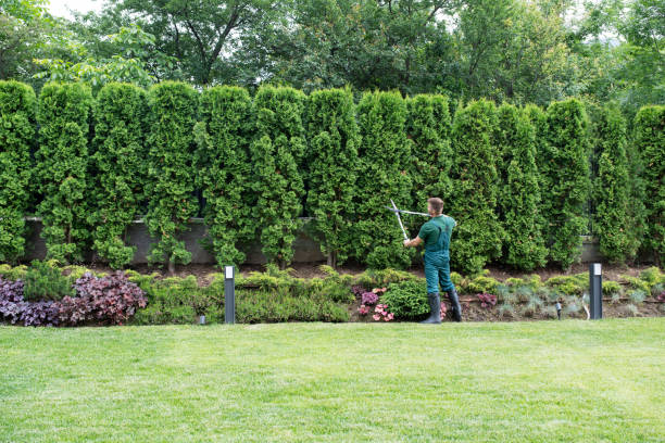 Apple Valley, OH Tree Removal and Landscaping Services Company